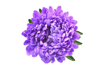 Blue hyacinth isolated on white background