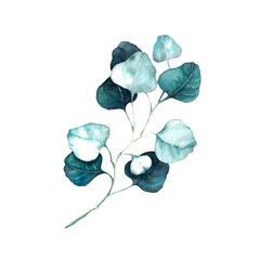 Eucalyptus watercolor hand drawn branch with leaves. Floral illustration isolated