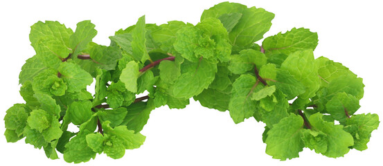 Bunch of mint leaves