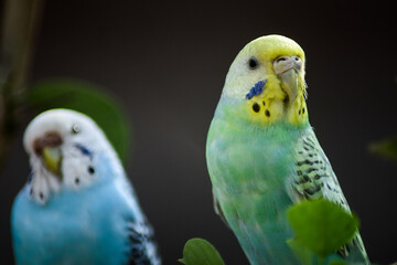 blue and yellow macaw
