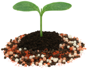 Plant in chemical fertilizer