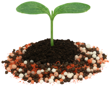 Plant in chemical fertilizer