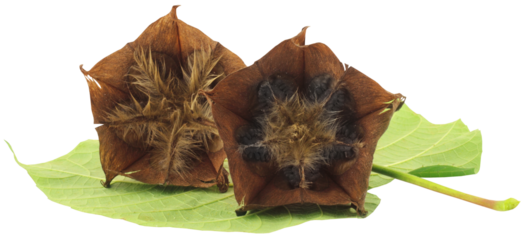 Devil’s cotton with green leaf