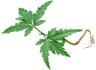 Young neem plant