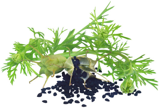 Nigella seeds from pod with green leaves