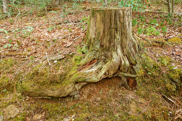 A cut tree stump