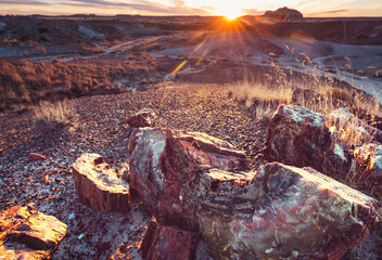 Petrified forest