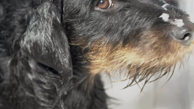 German hunting terrier - Jagdterrier - a hunting dog. Washing, went crazy and drying off the face on the carpet, sunbathing