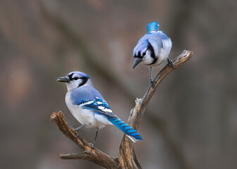 two blue jays on branch