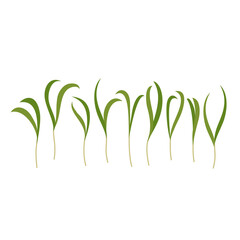 Seeds and sprouts of microgreens of spinach. Design element. Vector illustration.