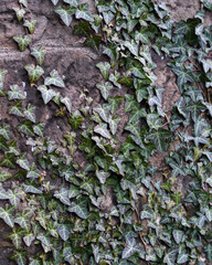 A stone wall with ivy crawling over it. The plant has dark green leaves.