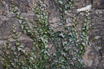 Ivy creeping up a stone wall.