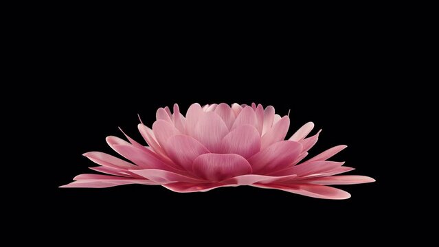 Blossoming flower on black. 3D render