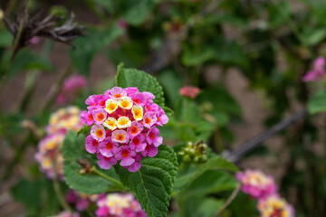 Flores rosa y amarillo