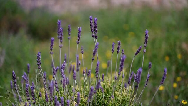 Closeup footage of purple English lavenders moving in the wind on an isolated background