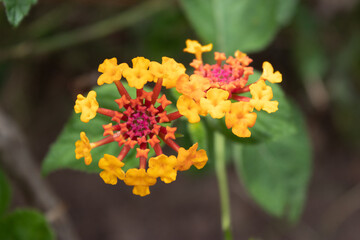 Flores amarillas y anaranjadas