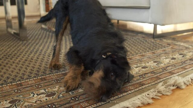 German hunting terrier - Jagdterrier - a hunting dog. Washing, went crazy and drying off the face on the carpet, sunbathing