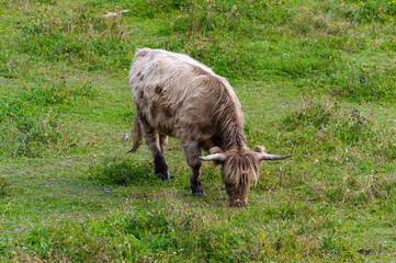 Obraz premium Highland cow in a field. Highland cattle. A hairy cow grazes on a natural pasture among flowers and birds. Green meadow. Horned cow.