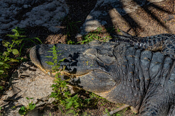 crocodile portrait close up head