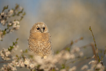 Juvenile Tawny owl (Strix aluco) just out from the nest in a cherry plum (Prunus cerasifera). In spring, cherry plum trees unveil their intensely fragrant flowers and one of the first blossom trees.