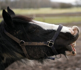 A horse's head of black color bending its lips.