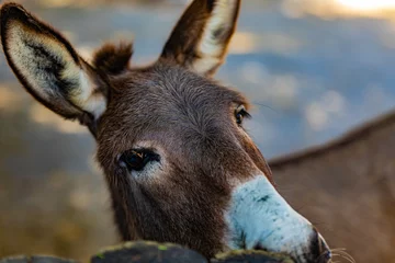 Foto op Plexiglas portrait of a donkey © AlexTow