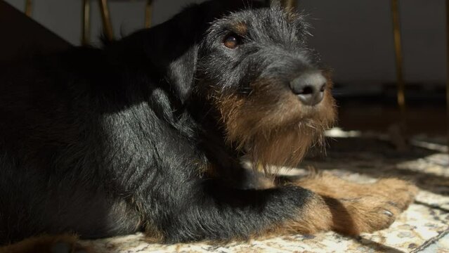 German hunting terrier - Jagdterrier - a hunting dog. Washing, went crazy and drying off the face on the carpet, sunbathing