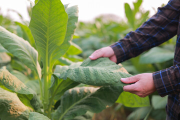 Farmer in tobacco field holding and examining leaf