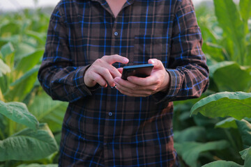 Farmer in tobacco field holding and examining leaf