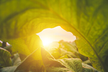 Tobacco big leaf crops growing in tobacco plantation field
