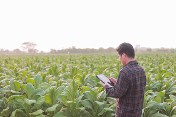 Farmer in tobacco field holding and examining leaf