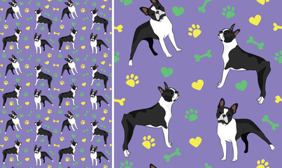 Boston terrier dog on a playful violet background with bones, hearts, paws. Funky, colorful vibe, vibrant palette. Simple, clean, modern texture. Summer seamless pattern with dogs. Birthday present.