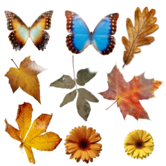 Poster autumn set collection from dry leaves, flowers and butterflies. retro styled, isolated © Freesurf