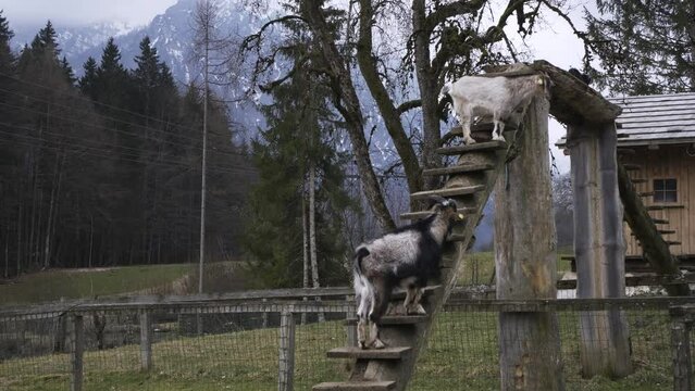 Goats and doeling in Strobl, Austria. 