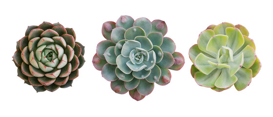 Top view of small potted cactus succulent plants, set of three various types of Echeveria succulents including Raindrops Echeveria (center) - obrazy, fototapety, plakaty