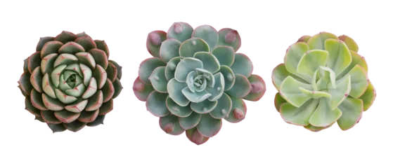 Keuken foto achterwand Cactus Top view of small potted cactus succulent plants, set of three various types of Echeveria succulents including Raindrops Echeveria (center)