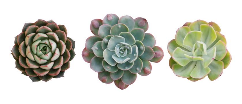 Top view of small potted cactus succulent plants, set of three various types of Echeveria succulents including Raindrops Echeveria (center)