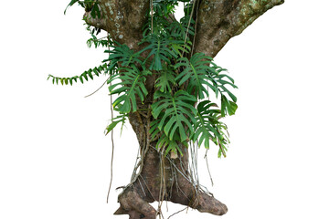 Jungle tree trunk with tropical foliage plants, climbing Monstera (Monstera deliciosa) and forest...