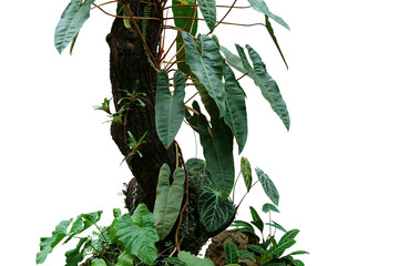 Climbing philodendron (Philodendron billietiae) tropical foliage plant growing on rainforest tree trunk with Bromeliads, Anthurium, ferns, and various tropic plants leaves