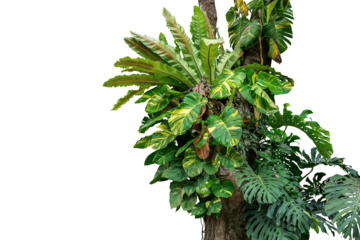 Rainforest tree trunk with tropical foliage plants, Monstera, golden pothos vines ivy, bird's nest fern, and orchid leaves, rich biodiversity in nature.