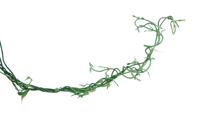 Twisted jungle vines liana plant with heart shaped young green leaves - obrazy, fototapety, plakaty