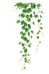 Winter melon or wax gourd vines with thick green leaves hanging vine plant - 581198919