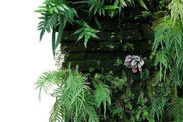Old brick wall covered with mosses and tropical forest plants (ferns, Selaginella, Begonia) growing in wild, abandoned vertical garden with rainforest houseplants