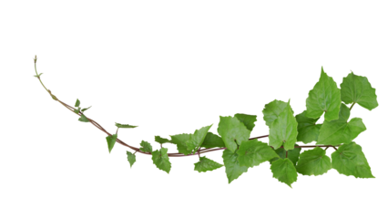 Green leaves tropical invasive vine plant (Mikania micrantha) known as bitter vine or mile-a-minute vine weed plant