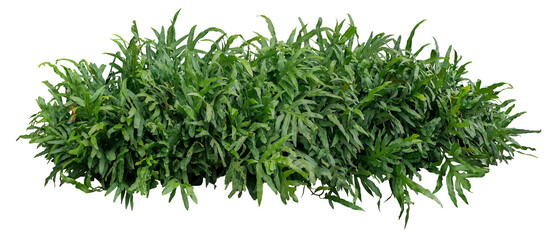 Green leaves tropical foliage plant bush of Wart fern or Monarch fern (Phymatosorus scolopendria) the garden landscaping shrub