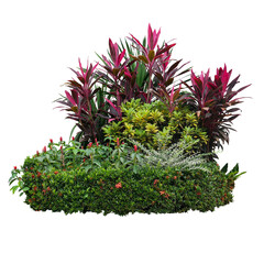 Tropical landscaping garden shrub with various types of plants, bush of foliage (cordyline, dracaena, croton) and flowering (Ixora, red button ginger)
