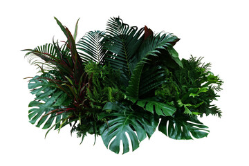 Tropical foliage plant bush (Monstera, palm leaves, Calathea, Cordyline or Hawaiian Ti plant, ferns, and fir) floral arrangement indoors garden nature backdrop - 581198960