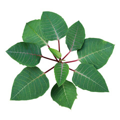 Top view of green leaves Poinsettia shrub plant without colored bracts or modified leaves, the tropical dry forest foliage plant used in Christmas floral displays.