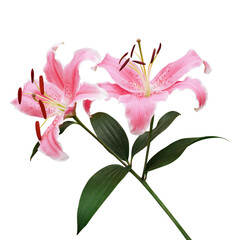 Beautiful coral pink lily flowers with green leaves of Lilium (true lilies) the herbaceous...