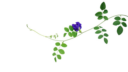 Green leaves vines with blue flowers of Asian pigeonwings or butterfly pea (Clitoria ternatea) the medicinal creeper flowering plant